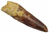 Fossil Spinosaurus Tooth - Real Dinosaur Tooth #345409-1
